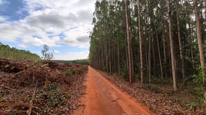 tala ilegal en Brasil