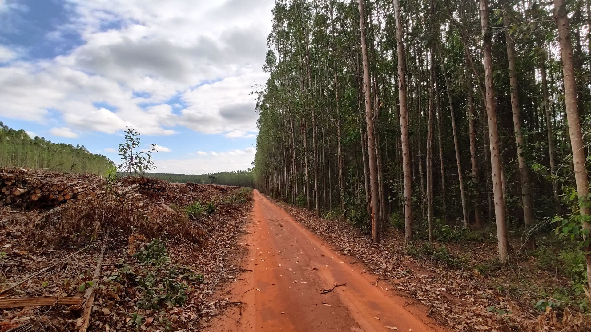 Deforestation in forest in Brazil