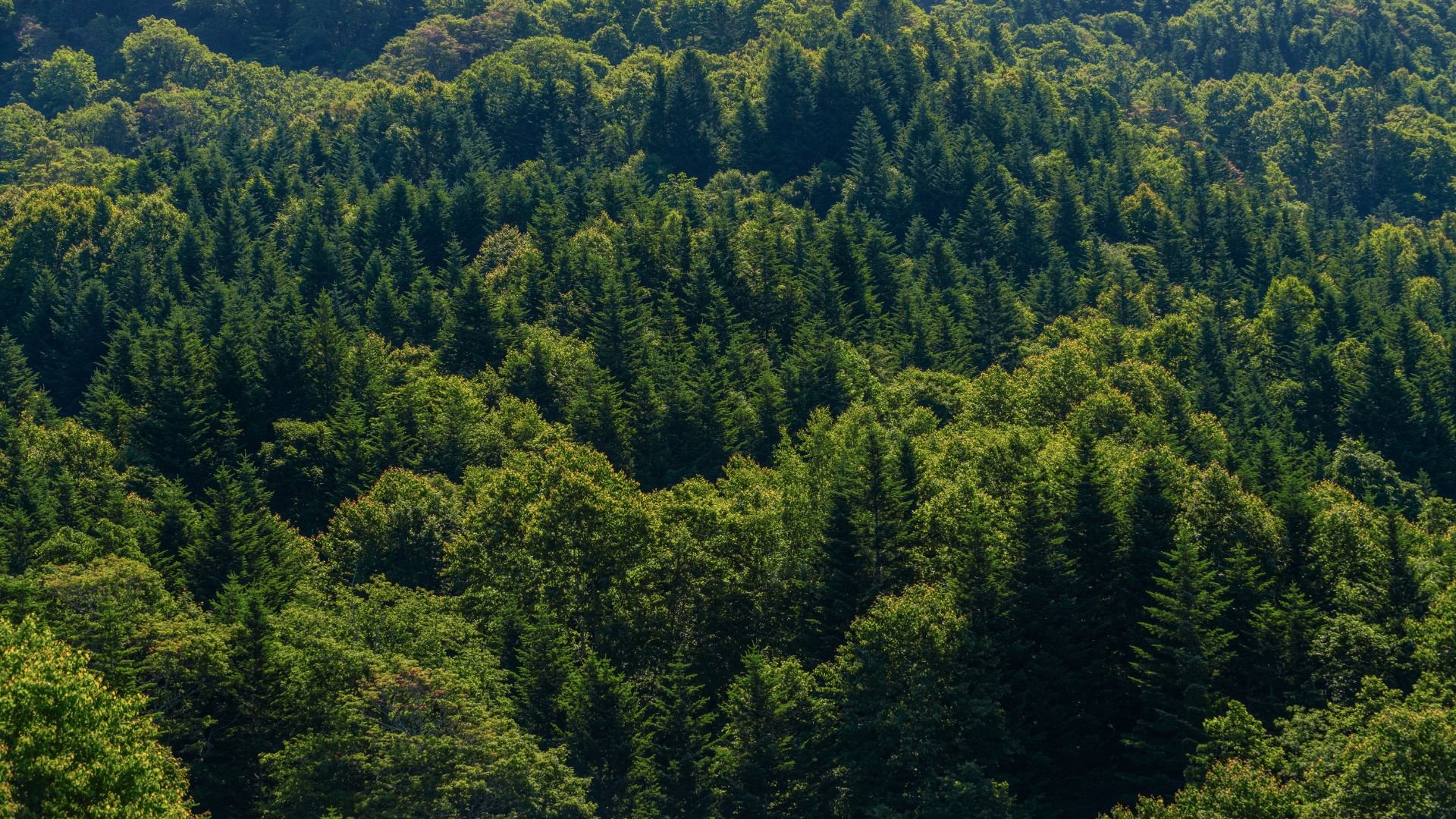 aerial view of a forest area